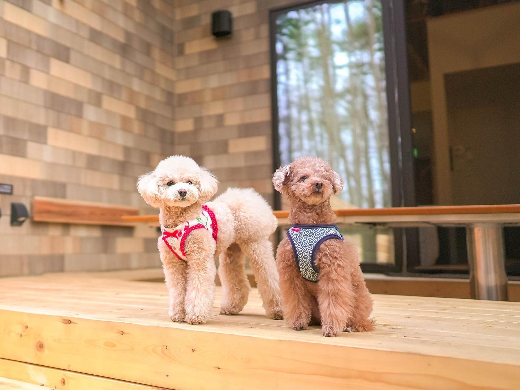 Rakuten Stay Villa Fujikawaguchiko Forest Екстериор снимка